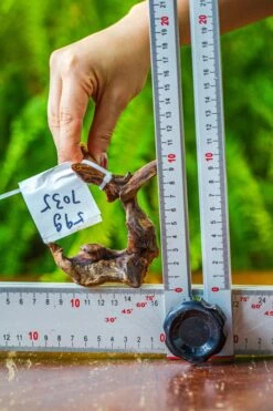 Driftwood For Moss Terrarium, Miniature, Micro Landscape, 7035 -Ncyp Garden Sale Shop IMG 7686