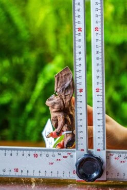 Driftwood For Moss Terrarium, Miniature, Micro Landscape, 7053 -Ncyp Garden Sale Shop IMG 7690 277fe850 c30c 443d 898b f60039959a9e