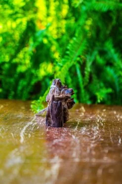 Driftwood For Moss Terrarium, Miniature, Micro Landscape, 7052 -Ncyp Garden Sale Shop IMG 7696 90dc70a7 4443 4082 9761 1970dddf220a
