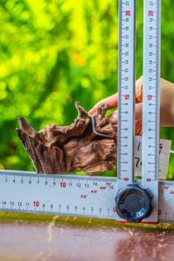 Driftwood For Moss Terrarium, Miniature, Micro Landscape, 7052 -Ncyp Garden Sale Shop IMG 7698