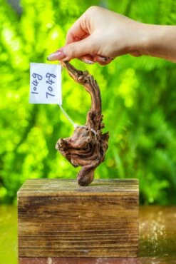 Driftwood For Moss Terrarium, Miniature, Micro Landscape, 7048 -Ncyp Garden Sale Shop IMG 7706