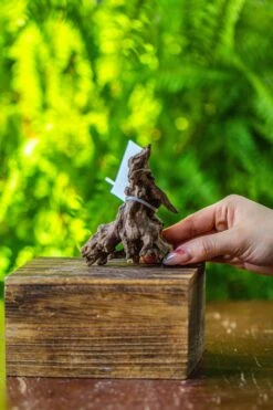 Driftwood For Moss Terrarium, Miniature, Micro Landscape, 7026 -Ncyp Garden Sale Shop IMG 7719