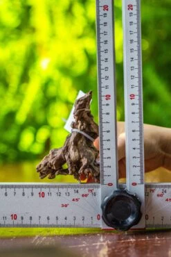 Driftwood For Moss Terrarium, Miniature, Micro Landscape, 7026 -Ncyp Garden Sale Shop IMG 7720