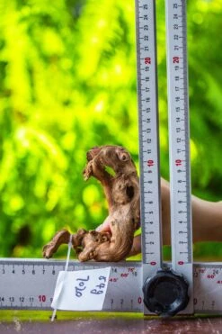 Driftwood For Moss Terrarium, Miniature, Micro Landscape, 7020 -Ncyp Garden Sale Shop IMG 7759 5130cf05 1a6c 4351 96b4 1954e4ebd535