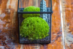 Preserved Moss Terrarium Miniature DIY Set, Japanese Zen Style, Preserved Leucobryum Moss And Pagoda, 17*10*12cm / 6.7 X 3.9 X 4.7" -Ncyp Garden Sale Shop IMG 7762