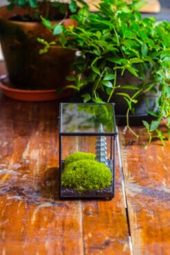 Preserved Moss Terrarium Miniature DIY Set, Japanese Zen Style, Preserved Leucobryum Moss And Pagoda, 17*10*12cm / 6.7 X 3.9 X 4.7" -Ncyp Garden Sale Shop IMG 7769 2