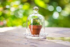 3 Units Mini Bell Shape Glass Cloche Dome With Beaded Decorative Base 9.5x14cm 37 3 Units Mini Bell Shape Glass Cloche Dome With Beaded Decorative Base 9.5x14cm -Ncyp Garden Sale Shop IMG 7894