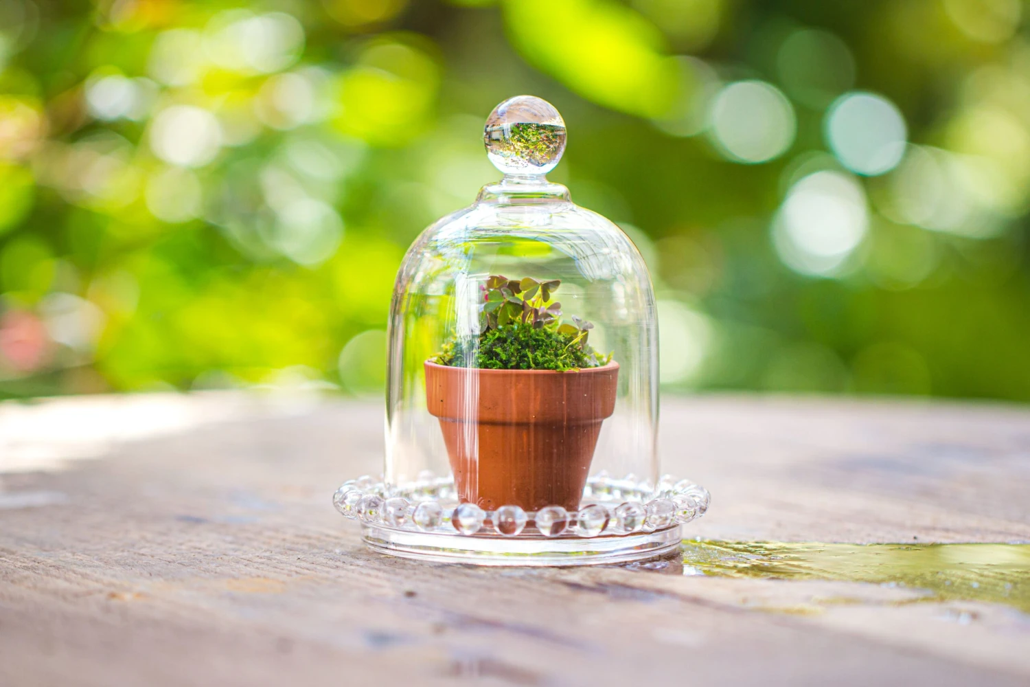 3 Units Mini Bell Shape Glass Cloche Dome With Beaded Decorative Base 9.5x14cm 18 3 Units Mini Bell Shape Glass Cloche Dome With Beaded Decorative Base 9.5x14cm - Image 18