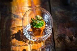 3 Units Mini Glass Globe Cloche With Decorative Beaded Base 9.5x10.8cm -Ncyp Garden Sale Shop IMG 7902