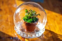 3 Units Mini Glass Globe Cloche With Decorative Beaded Base 9.5x10.8cm -Ncyp Garden Sale Shop IMG 7910 2