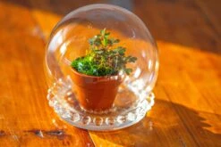 3 Units Mini Glass Globe Cloche With Decorative Beaded Base 9.5x10.8cm -Ncyp Garden Sale Shop IMG 7913