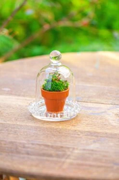 3 Units Mini Bell Shape Glass Cloche Dome With Beaded Decorative Base 9.5x14cm 35 3 Units Mini Bell Shape Glass Cloche Dome With Beaded Decorative Base 9.5x14cm -Ncyp Garden Sale Shop IMG 7978 5f8394fd 3fea 4e85 83eb e0e5ddb701e0