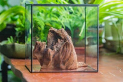 Natural Driftwood For Moss Terrarium, Miniature, Micro Landscape, Unique 10-11, Suitable For Both Live And Preserved Moss 15 Natural Driftwood For Moss Terrarium, Miniature, Micro Landscape, Unique 10-11, Suitable For Both Live And Preserved Moss -Ncyp Garden Sale Shop IMG 8018