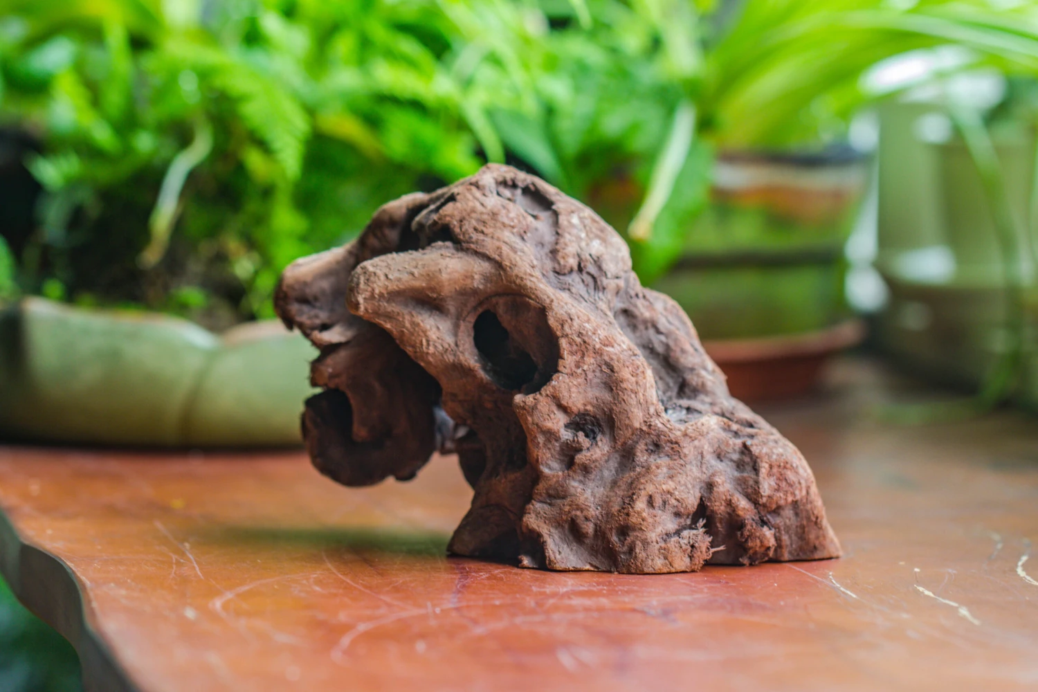 Natural Driftwood For Moss Terrarium, Miniature, Micro Landscape, Unique 10-30, Suitable For Both Live And Preserved Moss 3 Natural Driftwood For Moss Terrarium, Miniature, Micro Landscape, Unique 10-30, Suitable For Both Live And Preserved Moss - Image 3