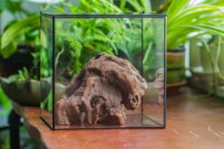 Natural Driftwood For Moss Terrarium, Miniature, Micro Landscape, Unique 10-30, Suitable For Both Live And Preserved Moss 13 Natural Driftwood For Moss Terrarium, Miniature, Micro Landscape, Unique 10-30, Suitable For Both Live And Preserved Moss -Ncyp Garden Sale Shop IMG 8025