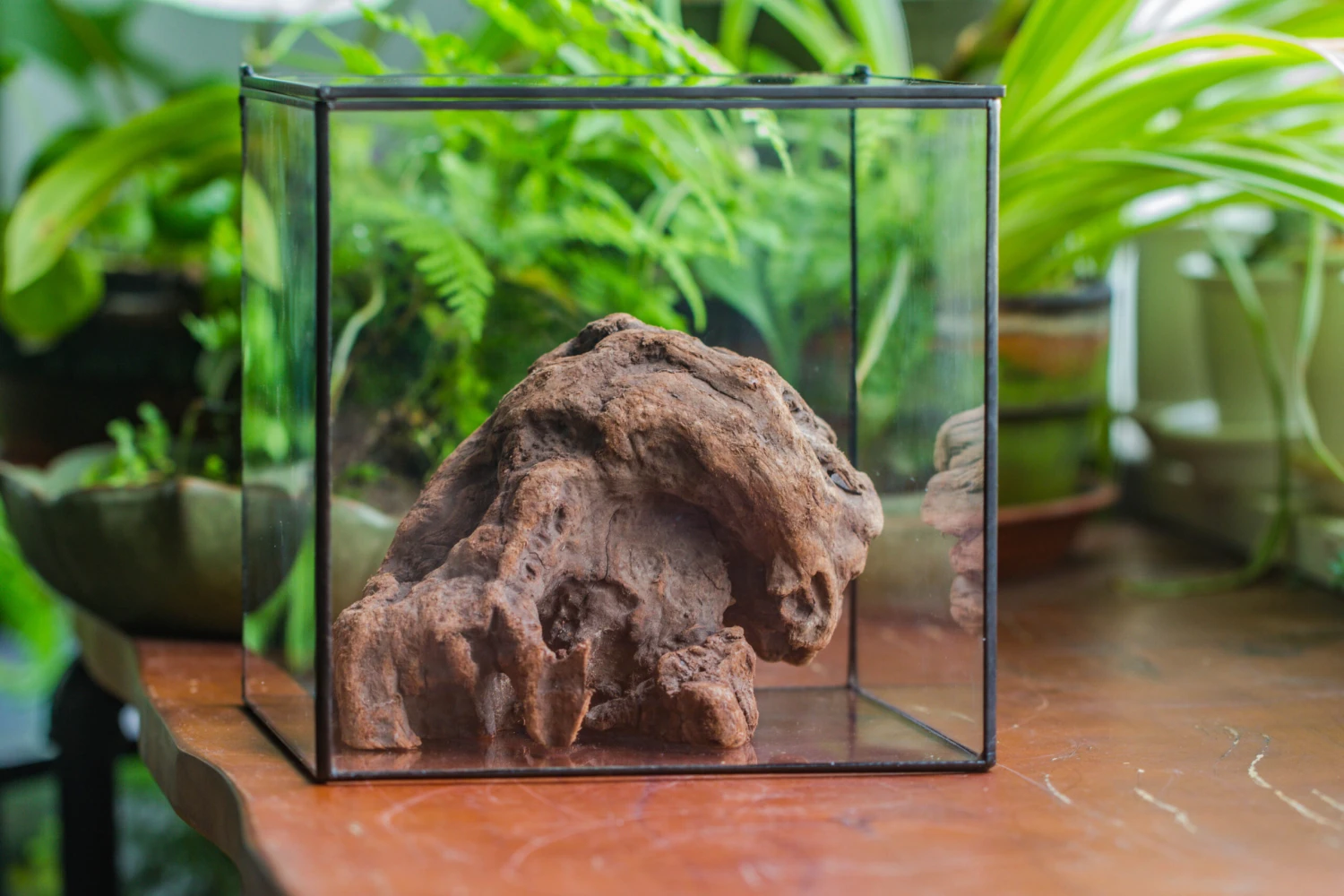 Natural Driftwood For Moss Terrarium, Miniature, Micro Landscape, Unique 10-30, Suitable For Both Live And Preserved Moss 7 Natural Driftwood For Moss Terrarium, Miniature, Micro Landscape, Unique 10-30, Suitable For Both Live And Preserved Moss - Image 7