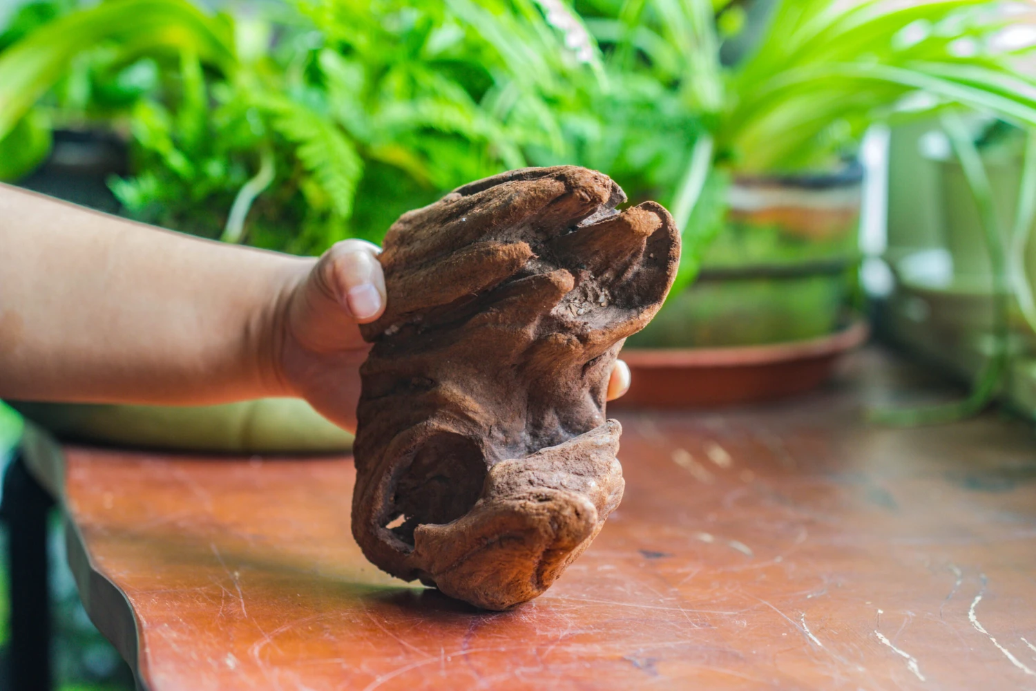 Natural Driftwood For Moss Terrarium, Miniature, Micro Landscape, Unique 10-38, Suitable For Both Live And Preserved Moss 4 Natural Driftwood For Moss Terrarium, Miniature, Micro Landscape, Unique 10-38, Suitable For Both Live And Preserved Moss - Image 4