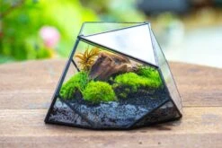 Geometric Terrarium Irregular, Handmade,Tin And Glass -Ncyp Garden Sale Shop IMG 8057 f6f4e4eb fcc9 47f2 8bcc 1c1a7ccfcf0f