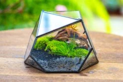 Geometric Terrarium Irregular, Handmade,Tin And Glass -Ncyp Garden Sale Shop IMG 8059 fd5b89d8 dfd0 4399 b85b cb065905562a