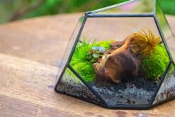 Geometric Terrarium Irregular, Handmade,Tin And Glass -Ncyp Garden Sale Shop IMG 8062 fa3787be 38fa 4704 bb46 b9de5a3c1355