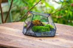 Geometric Terrarium Irregular, Handmade,Tin And Glass -Ncyp Garden Sale Shop IMG 8066 a613297b b63a 4181 9415 627cfefa8b75