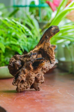 Natural Driftwood For Moss Terrarium, Miniature, Micro Landscape, Unique 10-7, Suitable For Both Live And Preserved Moss -Ncyp Garden Sale Shop IMG 8072