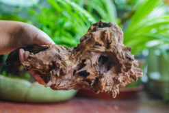 Natural Driftwood For Moss Terrarium, Miniature, Micro Landscape, Unique 10-7, Suitable For Both Live And Preserved Moss -Ncyp Garden Sale Shop IMG 8078