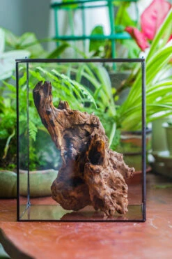 Natural Driftwood For Moss Terrarium, Miniature, Micro Landscape, Unique 10-7, Suitable For Both Live And Preserved Moss -Ncyp Garden Sale Shop IMG 8081