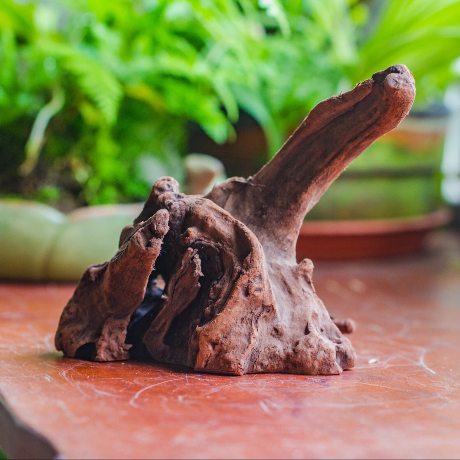 Natural Driftwood For Moss Terrarium, Miniature, Micro Landscape, Unique 10-9, Suitable For Both Live And Preserved Moss 1 Natural Driftwood For Moss Terrarium, Miniature, Micro Landscape, Unique 10-9, Suitable For Both Live And Preserved Moss