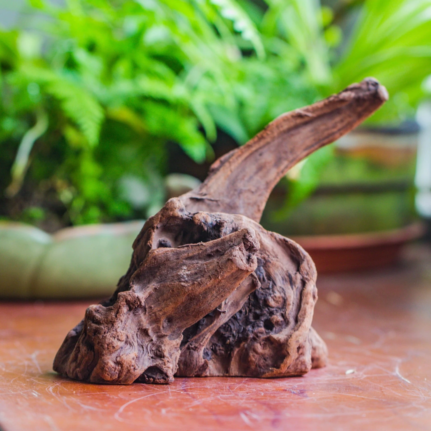 Natural Driftwood For Moss Terrarium, Miniature, Micro Landscape, Unique 10-9, Suitable For Both Live And Preserved Moss 2 Natural Driftwood For Moss Terrarium, Miniature, Micro Landscape, Unique 10-9, Suitable For Both Live And Preserved Moss - Image 2