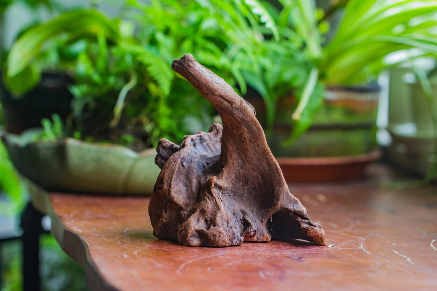 Natural Driftwood For Moss Terrarium, Miniature, Micro Landscape, Unique 10-9, Suitable For Both Live And Preserved Moss 5 Natural Driftwood For Moss Terrarium, Miniature, Micro Landscape, Unique 10-9, Suitable For Both Live And Preserved Moss - Image 5