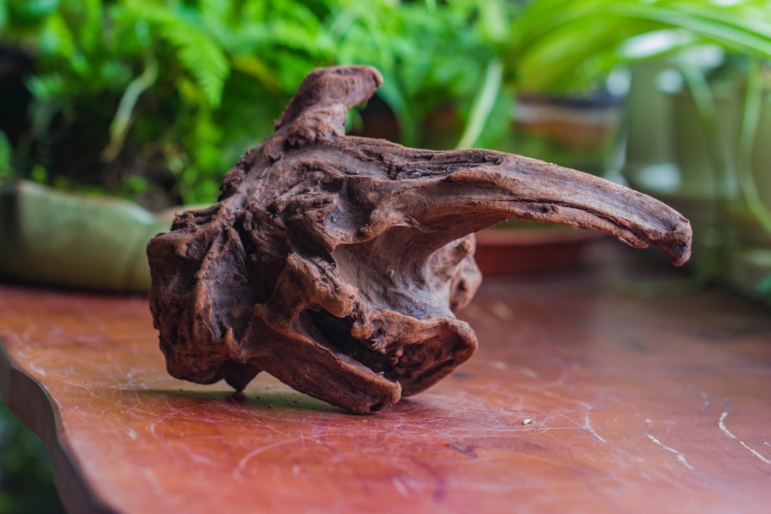 Natural Driftwood For Moss Terrarium, Miniature, Micro Landscape, Unique 10-9, Suitable For Both Live And Preserved Moss 7 Natural Driftwood For Moss Terrarium, Miniature, Micro Landscape, Unique 10-9, Suitable For Both Live And Preserved Moss - Image 7