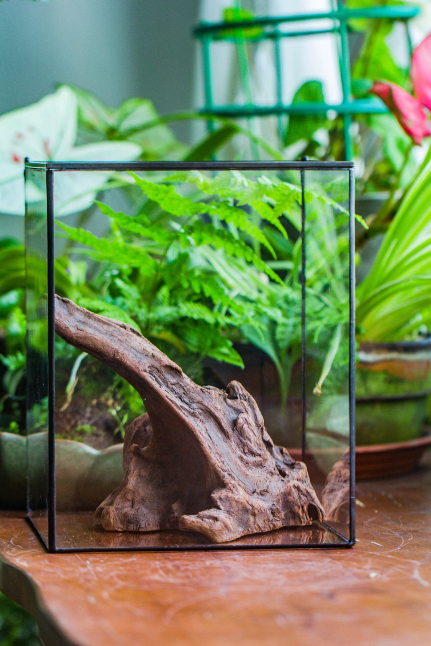 Natural Driftwood For Moss Terrarium, Miniature, Micro Landscape, Unique 10-9, Suitable For Both Live And Preserved Moss 9 Natural Driftwood For Moss Terrarium, Miniature, Micro Landscape, Unique 10-9, Suitable For Both Live And Preserved Moss - Image 9