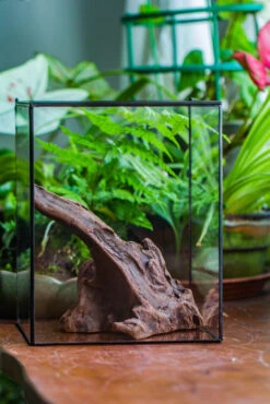 Natural Driftwood For Moss Terrarium, Miniature, Micro Landscape, Unique 10-9, Suitable For Both Live And Preserved Moss 16 Natural Driftwood For Moss Terrarium, Miniature, Micro Landscape, Unique 10-9, Suitable For Both Live And Preserved Moss -Ncyp Garden Sale Shop IMG 8089