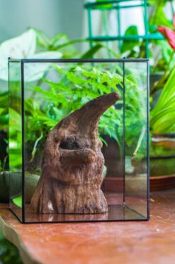 Natural Driftwood For Moss Terrarium, Miniature, Micro Landscape, Unique 10-6, Suitable For Both Live And Preserved Moss 9 Natural Driftwood For Moss Terrarium, Miniature, Micro Landscape, Unique 10-6, Suitable For Both Live And Preserved Moss -Ncyp Garden Sale Shop IMG 8094