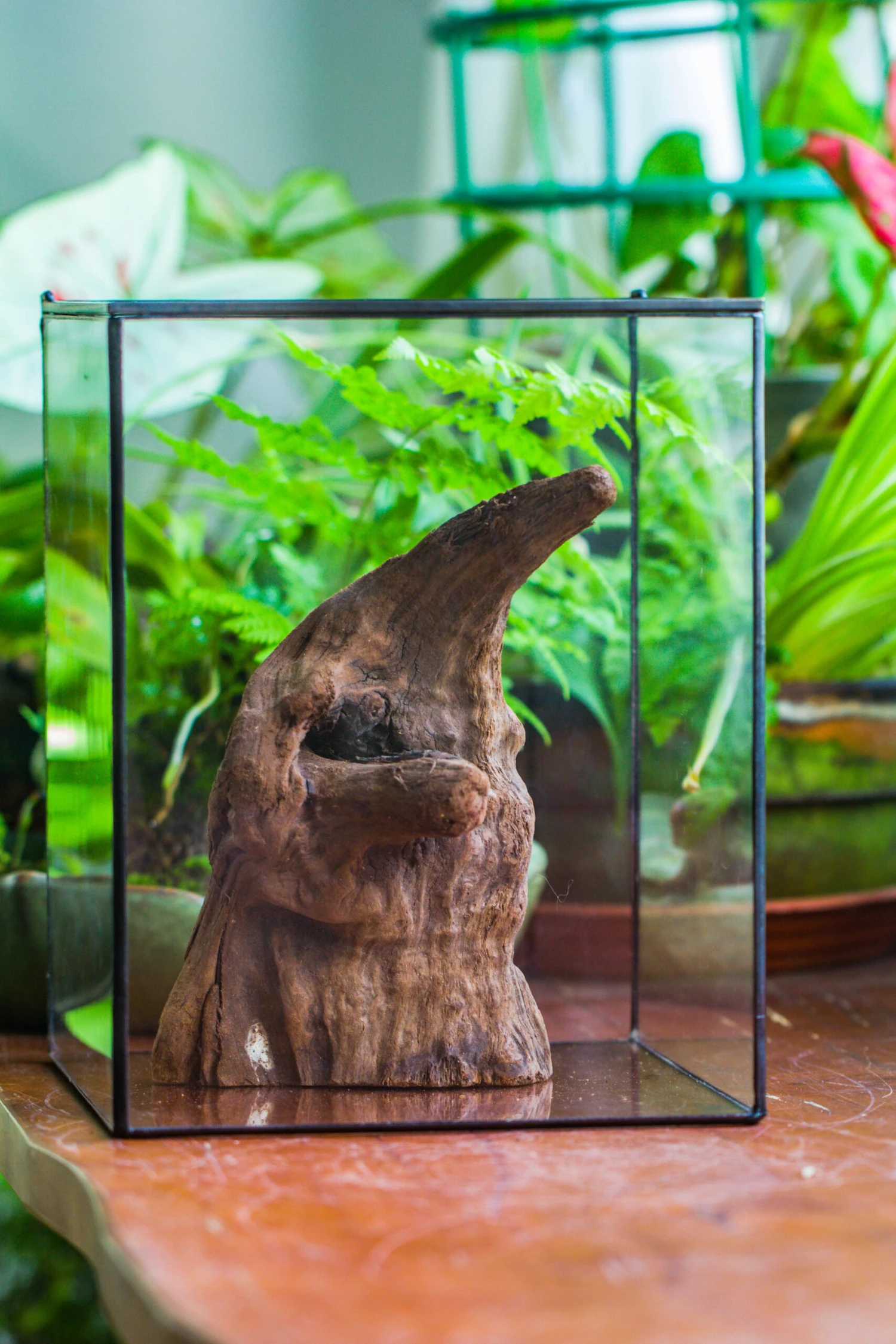 Natural Driftwood For Moss Terrarium, Miniature, Micro Landscape, Unique 10-6, Suitable For Both Live And Preserved Moss 5 Natural Driftwood For Moss Terrarium, Miniature, Micro Landscape, Unique 10-6, Suitable For Both Live And Preserved Moss - Image 5