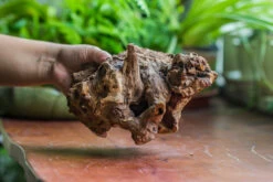 Natural Driftwood For Moss Terrarium, Miniature, Micro Landscape, Unique 10-8, Suitable For Both Live And Preserved Moss 13 Natural Driftwood For Moss Terrarium, Miniature, Micro Landscape, Unique 10-8, Suitable For Both Live And Preserved Moss -Ncyp Garden Sale Shop IMG 8113