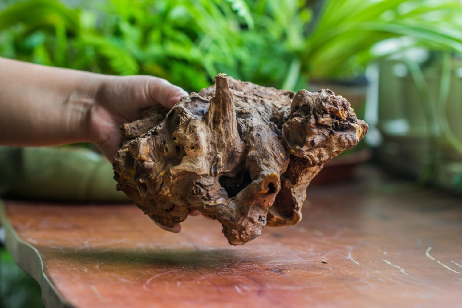 Natural Driftwood For Moss Terrarium, Miniature, Micro Landscape, Unique 10-8, Suitable For Both Live And Preserved Moss 6 Natural Driftwood For Moss Terrarium, Miniature, Micro Landscape, Unique 10-8, Suitable For Both Live And Preserved Moss - Image 6