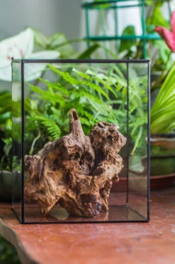 Natural Driftwood For Moss Terrarium, Miniature, Micro Landscape, Unique 10-8, Suitable For Both Live And Preserved Moss 15 Natural Driftwood For Moss Terrarium, Miniature, Micro Landscape, Unique 10-8, Suitable For Both Live And Preserved Moss -Ncyp Garden Sale Shop IMG 8115