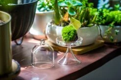 3 Units Mini Glass Serve Stand Dome Cloche Set 7x12.8cm -Ncyp Garden Sale Shop IMG 8134