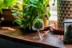 3 Units Mini Glass Serve Stand Dome Cloche Set 7x12.8cm -Ncyp Garden Sale Shop IMG 8136