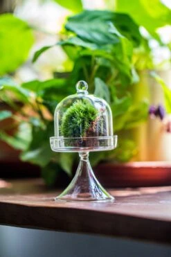 3 Units Mini Glass Serve Stand Dome Cloche Set 7x12.8cm -Ncyp Garden Sale Shop IMG 8139