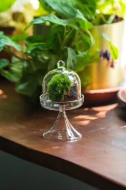 3 Units Mini Glass Serve Stand Dome Cloche Set 7x12.8cm -Ncyp Garden Sale Shop IMG 8140