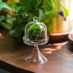 3 Units Mini Glass Serve Stand Dome Cloche Set 7x12.8cm
