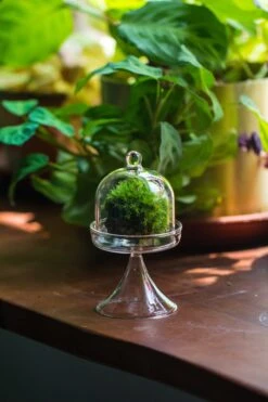 3 Units Mini Glass Serve Stand Dome Cloche Set 7x12.8cm -Ncyp Garden Sale Shop IMG 8141 2