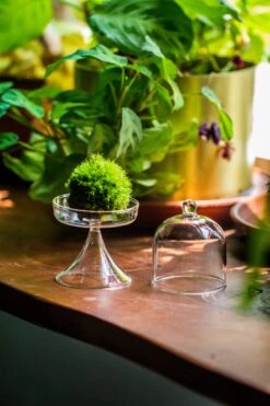 3 Units Mini Glass Serve Stand Dome Cloche Set 7x12.8cm -Ncyp Garden Sale Shop IMG 8142