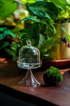 3 Units Mini Glass Serve Stand Dome Cloche Set 7x12.8cm -Ncyp Garden Sale Shop IMG 8143