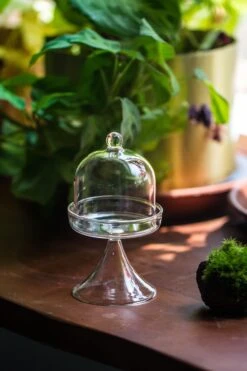 3 Units Mini Glass Serve Stand Dome Cloche Set 7x12.8cm -Ncyp Garden Sale Shop IMG 8144