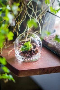 3 Units Mini Glass Globe Cloche With Decorative Beaded Base 9.5x10.8cm -Ncyp Garden Sale Shop IMG 8149