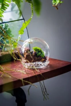 3 Units Mini Glass Globe Cloche With Decorative Beaded Base 9.5x10.8cm -Ncyp Garden Sale Shop IMG 8150